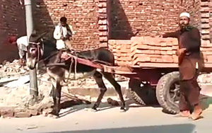 How to Unload Donkey Cart Quickly