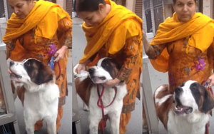 Woman Feeds Dog GOL GAPPAS, And He LOVES it!