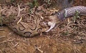 King Cobra Swallows The Whole Python