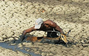 Animal Rescue: Man Saves an Impala Stuck in The Mud 