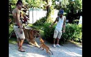 Dog Barks at the Mighty Tiger