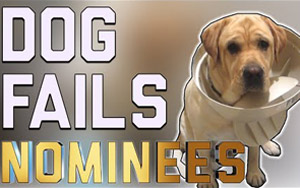 The Top 29 Dog Fails: FailArmy Hall of Fame