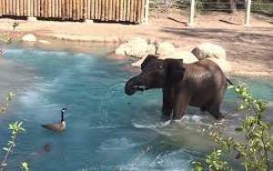 Elephant vs Goose