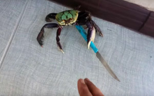 The Gangster Crab