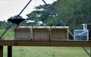 Watch A Crow Solve A Complex Puzzle