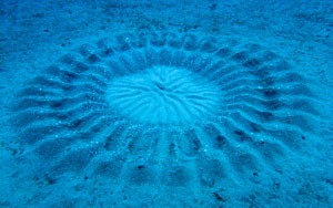 A Stunning Artwork By The Japanese Puffer Fish 