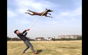 Amazing Acrobatic Dogs