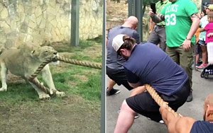 Tug of War - WWE Wrestlers vs A Lion Cub