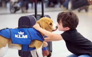 KLM Airline s Lost and Found Service at the Airport 