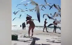 When Seagulls Attack