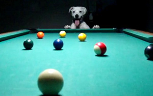 Amazing Dog Playing Pool