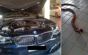 Watch: 6-feet Long Cobra Sneaks Into BMW Car