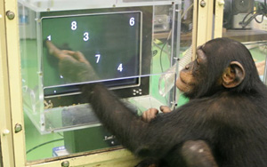 Chimps Outsmart Humans