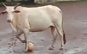 Viral Video - Cow Shows Her Football Skills