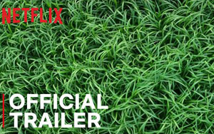 In The Tall Grass Trailer