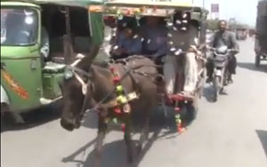 Pakistan's Famous Chingchi Gadha Gadi