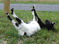 Fainting Goats