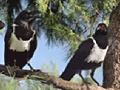 Smart Crows