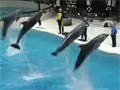 The Jumping Dolphins