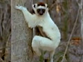 Jumping Lemurs