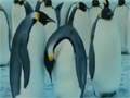 Penguin Bloopers