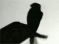 Animal Shadows