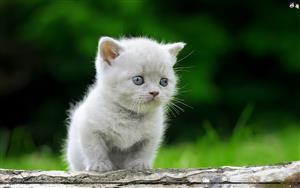 Cats
