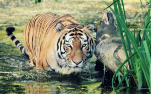 Tigers