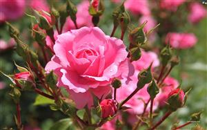 Roses