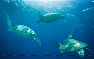 Aquatic